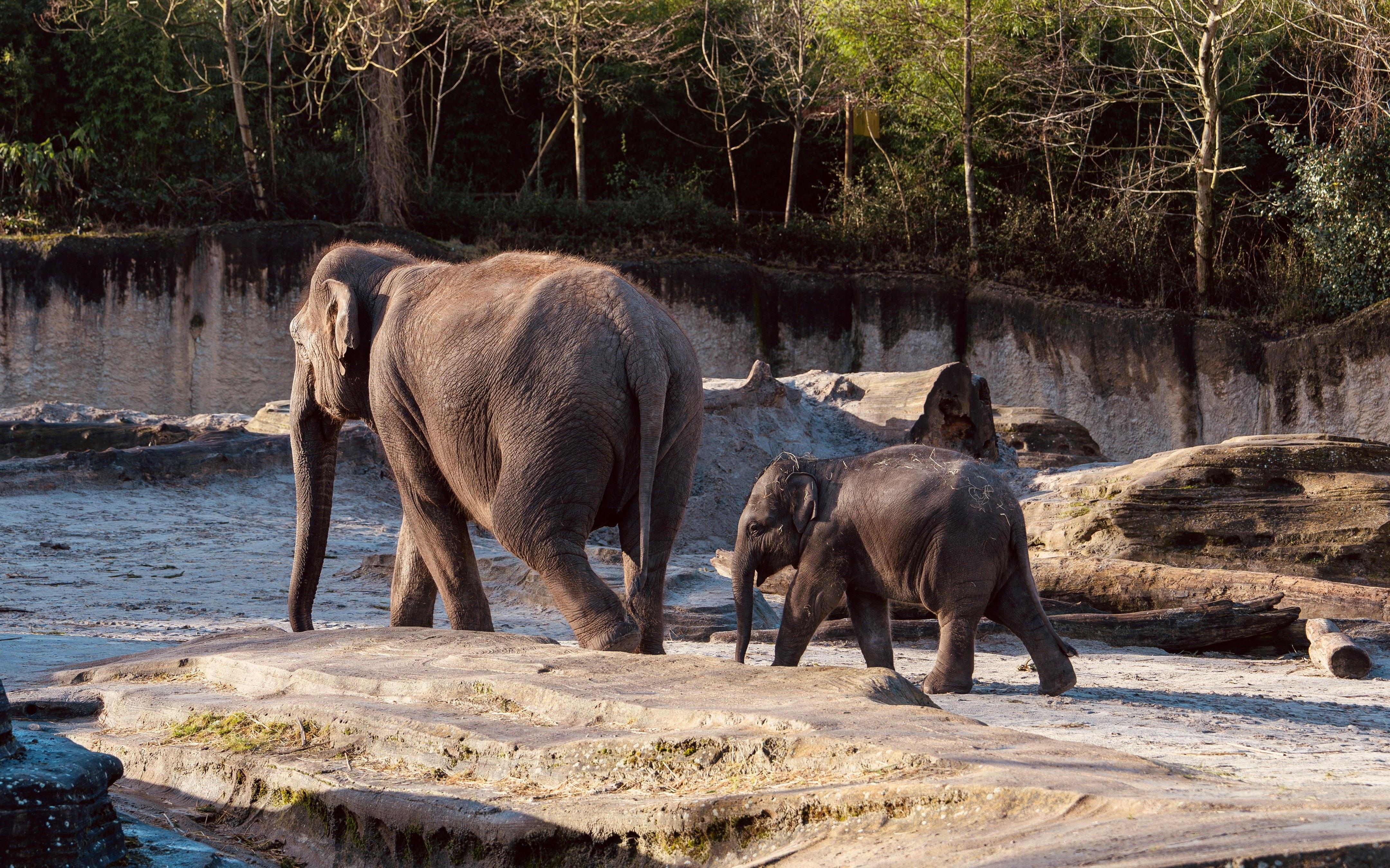 Wildlands Foto van de Week | Een olifant in het wild loopt tussen de 1